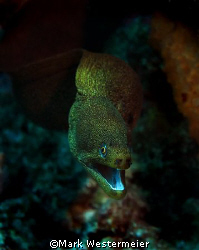 Moray Lunge - Normally a static subject, this one lunged ... by Mark Westermeier 